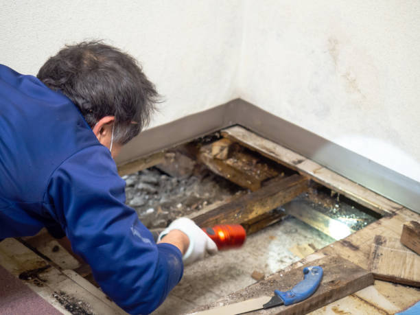 Trusted West Bishop, CA Mold Removal Experts