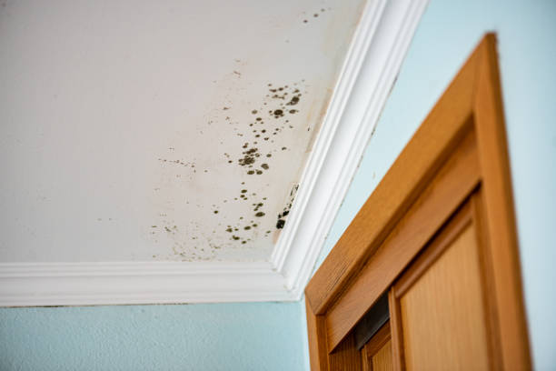 Best Black Mold Removal  in West Bishop, CA