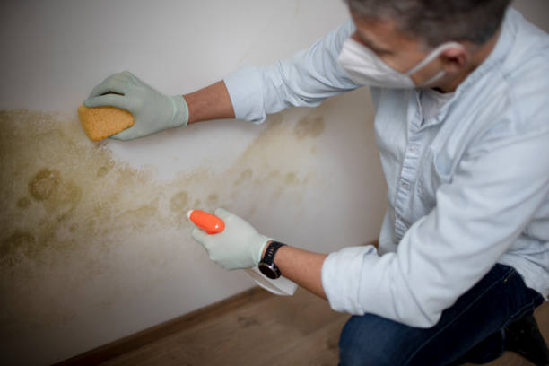 Best Mold Damage Repair  in West Bishop, CA