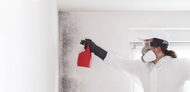 Mold Removal and Inspection in West Bishop, CA