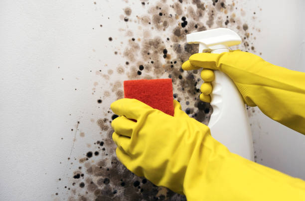 Best Water Damage Restoration  in West Bishop, CA