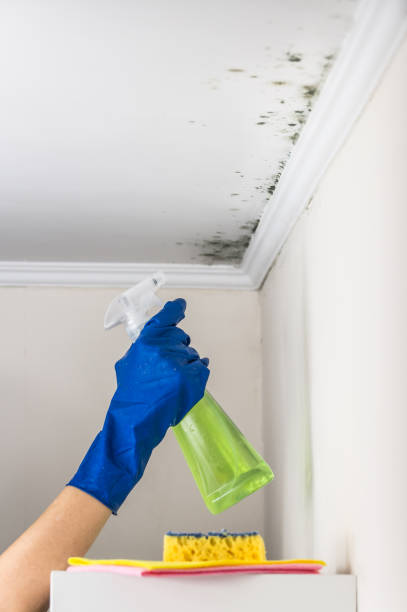 Best Mold Cleaning Services  in West Bishop, CA